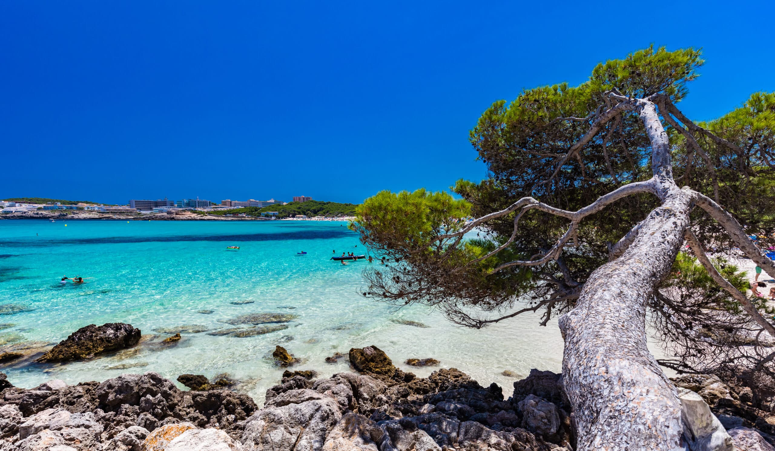 Bucht von Cala Agulla auf Mallorca mit türkisem Wasser und Kiefern am Ufer